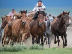 Хүлэг эрдэнийг шинжих алтан шастир