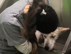 Нохойн асрамжийн газар