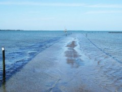 Далайн түрлэг харж байсан уу...