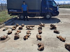 Тарвага агнасан, худалдсан, тээвэрлэсэн 26 зөрчил илрүүлжээ