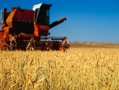 Одоогоор үр тарианы хураалт 18, төмс, хүнсний ногооных 57 хувийн явцтай байна