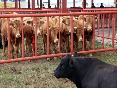 Малын дуудлага худалдааг анх удаа амжилттай зохион байгууллаа 