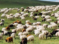 Монгол малын генийн сан 