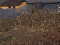 Хашаандаа мод үрслүүлж, жилийн 10 сая төгрөгийн ашигтай ажиллах боломжтой