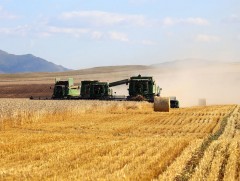 Зарим газарт сүүлийн 30 жил байгаагүй арвин ургац хураан авчээ