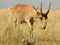 10 мянга орчим монгол бөхөн тоологджээ