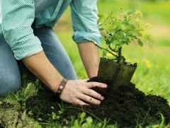 Тал, хээрийн бүсэд мод тарих аргачлал