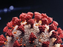 Коронавирусний шинэ хувилбар илэрчээ 