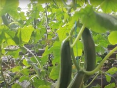 Дундговь аймгийн өвлийн нарлаг хүлэмжээс хоёр өдөрт 40 кг өргөст хэмх хурааж байна