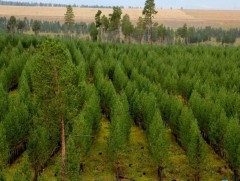 Агаарын бохирдлыг ямар модод хамгийн сайн бууруулдаг вэ