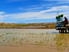 Энэ оны арваннэгдүгээр сараас эх орны хөрсөнд ургасан 200 тонн цагаан будааг зах зээлд гаргана