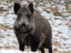 Хөрсний эмч