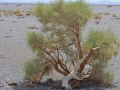 Редакторын зурвас: Заг 