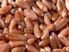 Супер элит үрийг 2023 оноос нийлүүлнэ