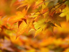 Модны навч яагаад шарладаг вэ