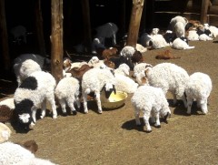 Улсын хэмжээнд 7 сая орчим мал төллөжээ