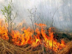 ЗГ: Дорнод, Сүхбаатар аймагт гарсан түймрийг унтраахаар ажиллаж байна