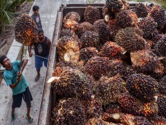 Индонез дал модны эскпортдоо хориг тавилаа