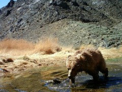 Мазаалай баавгайн тоо толгой 50 хүрчээ
