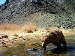 Үржлийн насны мазаалайн тоо багадаа 50-д хүрч байж өсөн нэмэгдэнэ