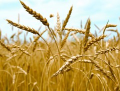 ХХААХҮЯ: Хаврын тариалалтад зориулж улаан буудайн үрийг дотоодоосоо хангах бүрэн боломжтой