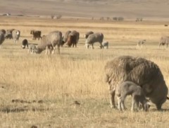 Ерөө суманд ерөө үүлдрийн хонины цөм сүргийг үржүүлж байна 