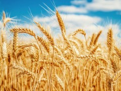 Украины үр тарианы экспортыг Польшоор дамжуулж хийхээр ярилцаж байна 