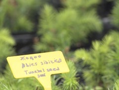 Улаан номонд орсон жодоо модыг үржүүлж, ойжуулалтад ашиглаж эхэлжээ