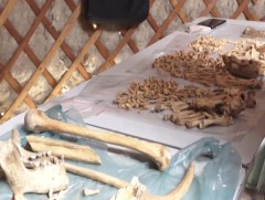 Сяньбигийн үеийн бунхант булшнаас хүний гавлын яс олджээ