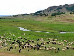 “Хөх сүрэг” хэр бодит төсөл вэ