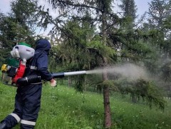 ЗГ: Ойн хөнөөлт шавжтай тэмцэх ажилд хөрөнгө гаргана