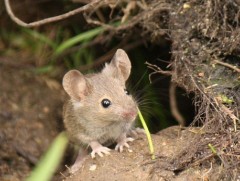 Бяцхан мэрэгчид 