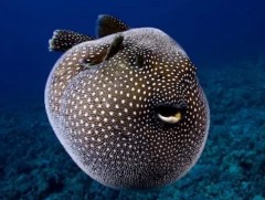 Хөөсөн загас аюултай хор ялгаруулдаг