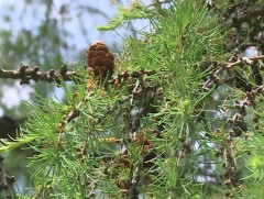 “Тэрбум мод” хөдөлгөөний улмаас ойн мэргэжлээр сурах хүсэлтэй залуусын тоо өсжээ 