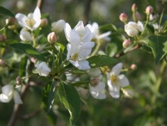 Бид ямар ургамал, цэцгэн дунд амьдардаг вэ 