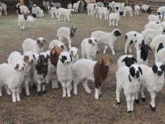 Хундан цагаан хурга