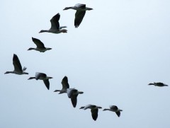 Нүүдлийн шувуудыг битгий тоолоорой 