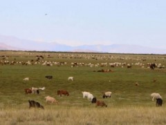 Доройтолд орсон бэлчээр нөхөн сэргэхэд 5-10 жил болдог