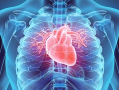 Зүрхний тухай сонирхолтой баримтууд