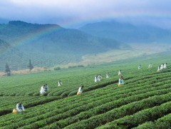 Чыби: Шахмал цайг түшиглэн нутгийн иргэдийн орлогыг өсөн нэмэгдүүлж байна