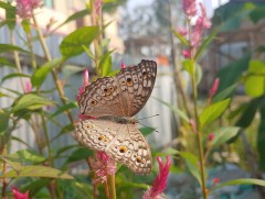 Зуны тэмдэглэл