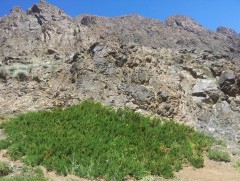 Арцат Дэлийн уулсаас арцны үнэр ханхийнэ