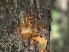 Хуш модонд учруулсан 4 мм-ийн гэмтэл нь  22 жилийн хугацаанд эдгэдэг...