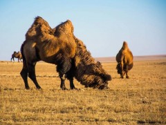 Эгшиглэнт говийн эзэн