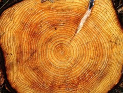 Модны насыг хэрхэн мэдэх вэ 