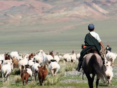 Малын тоо толгойн албан татварын тухай хуулийн талаар...