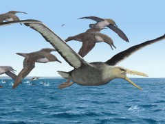 “Аварга” махчин шувууд дэлхийд ноёрхож байжээ