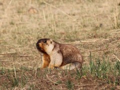 Баянхонгор аймагт тарваган тахлын сэжигтэй дуудлага 2021-2022 онд бүртгэгдээгүй