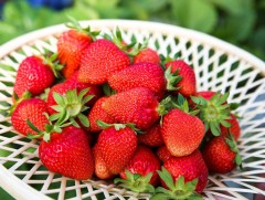 Далайн байцаа цусны цагаан бөөм олшрох өвчнөөс сэргийлдэг