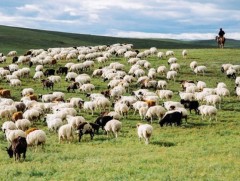 Нэг малаас авах ашиг шимийг нэмэгдүүлэхээр ажиллаж байна